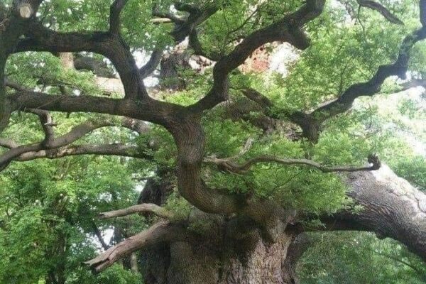 Our Sacred Planet Mother Earth in all of it’s Amazing Beauty and the Quote of the Day 132