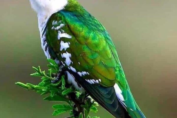 Our Sacred Planet Mother Earth in all of it’s Amazing Beauty and the Quote of the Day 130