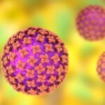 Why experts say the hantavirus outbreak is not another COVID 146121627_m-1024x683-1