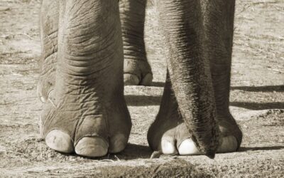 Julie and Kariba: two elephants getting a second chance in Portugal