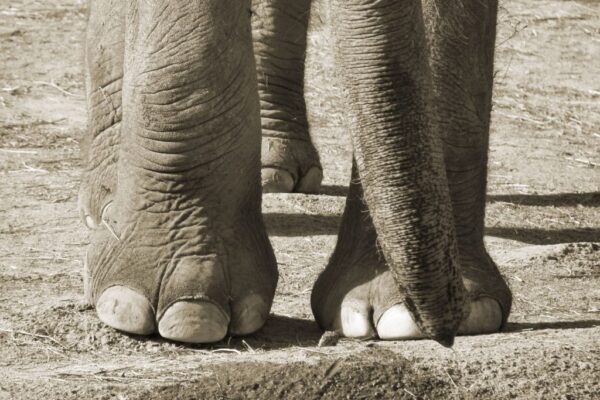 Julie and Kariba: two elephants getting a second chance in Portugal