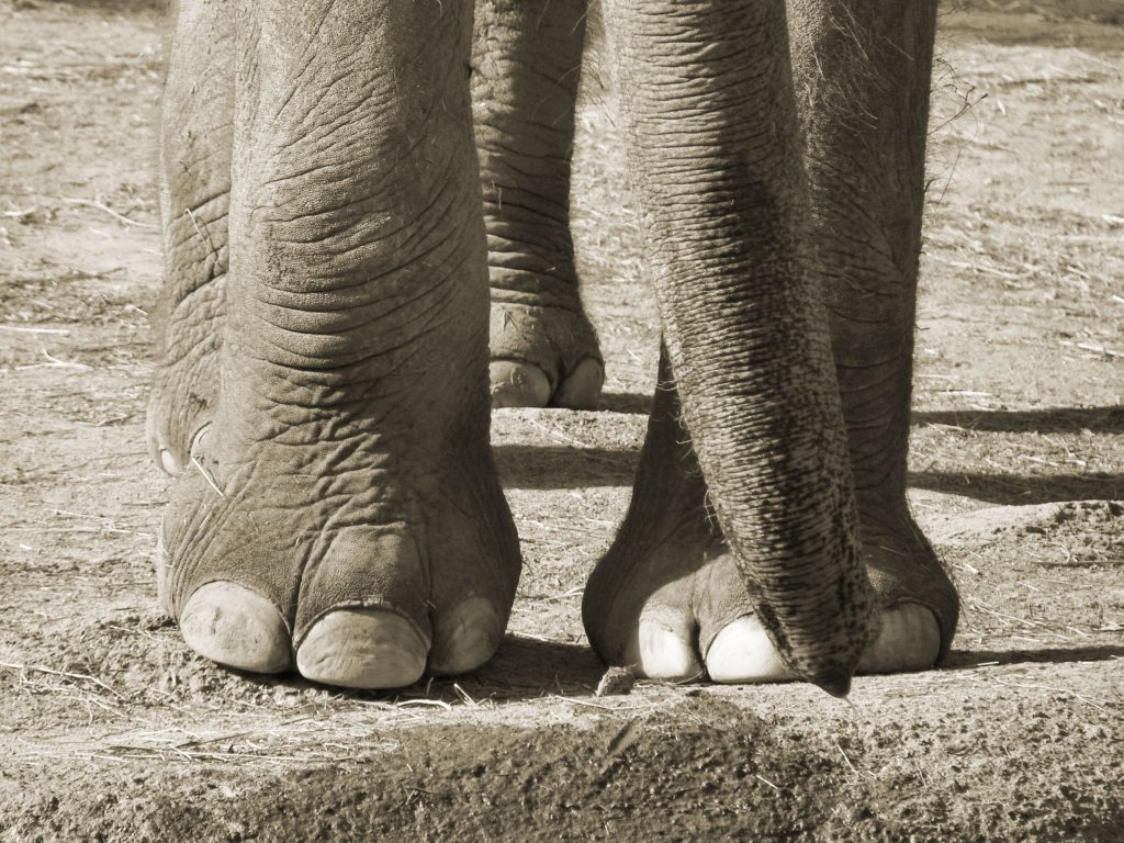Julie and Kariba: two elephants getting a second chance in Portugal