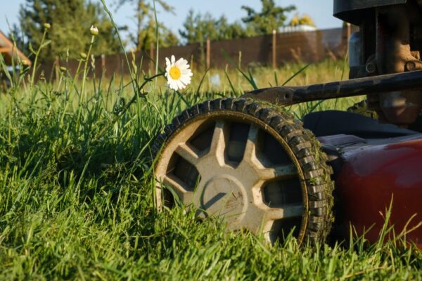 Is No Mow May helping bees or just overgrown hype? Here’s what the experts say