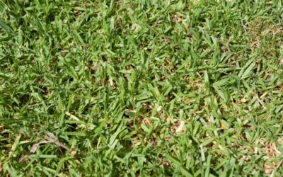 4 reasons your lawn looks thin this spring and how to fix them