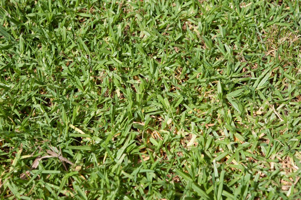 4 reasons your lawn looks thin this spring and how to fix them
