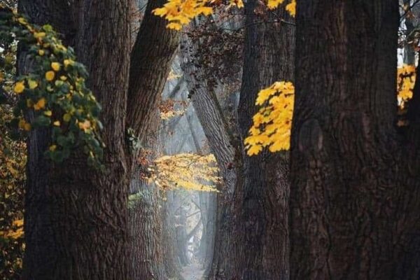 Our Sacred Planet Mother Earth in all of it’s Amazing Beauty and the Quote of the Day 133
