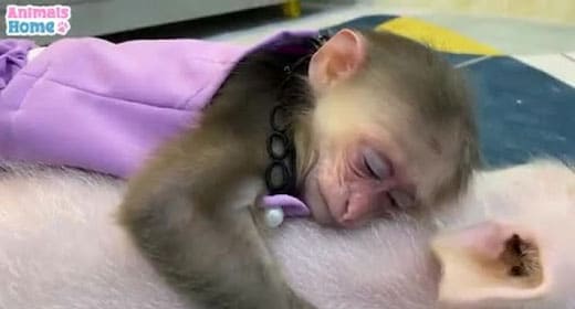 BiBi’s cute reaction when she first see a piglet
