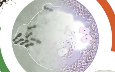 New robot ants work like real insects to build and dismantle on their own