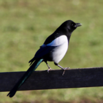 Magpies, eagles, pelicans – a parallel world Magpie-450