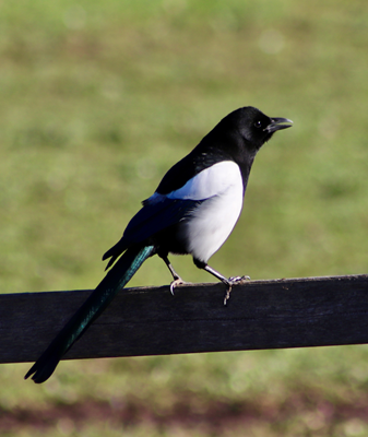 Magpies, eagles, pelicans – a parallel world