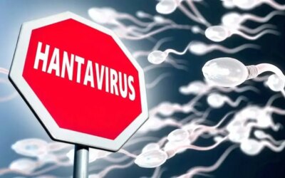 Does Hantavirus Survive in Human Sperm? The Real Story Behind the Latest Hantavirus Hysteria