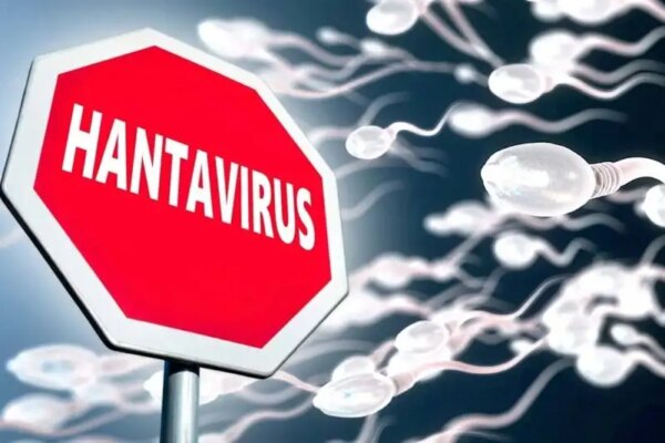 Does Hantavirus Survive in Human Sperm? The Real Story Behind the Latest Hantavirus Hysteria
