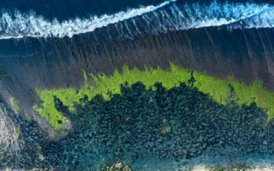 Are Sea Vegetables Good For You And The Planet? — And Are Some Better Than Others?