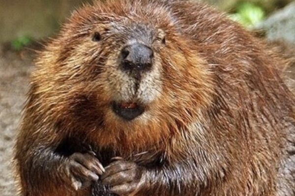 Video Catches 3 Family Members Forced to Fight Off Angry, Rabid Beaver That Charged Boy, 8, Sending Him to the Hospital