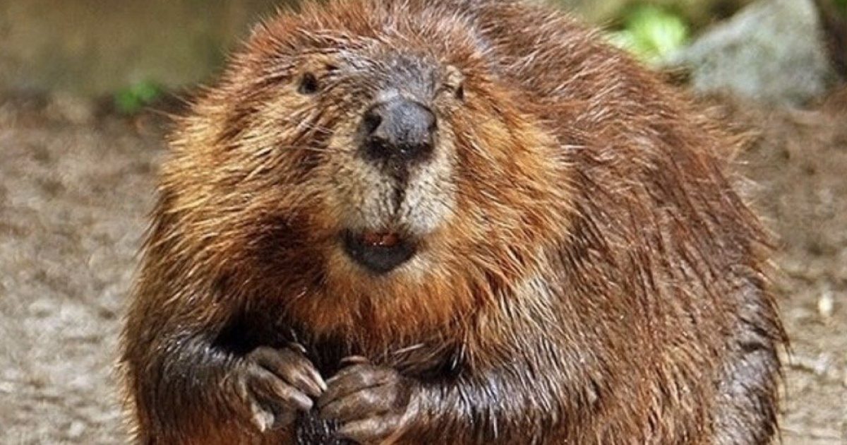 Video Catches 3 Family Members Forced to Fight Off Angry, Rabid Beaver That Charged Boy, 8, Sending Him to the Hospital