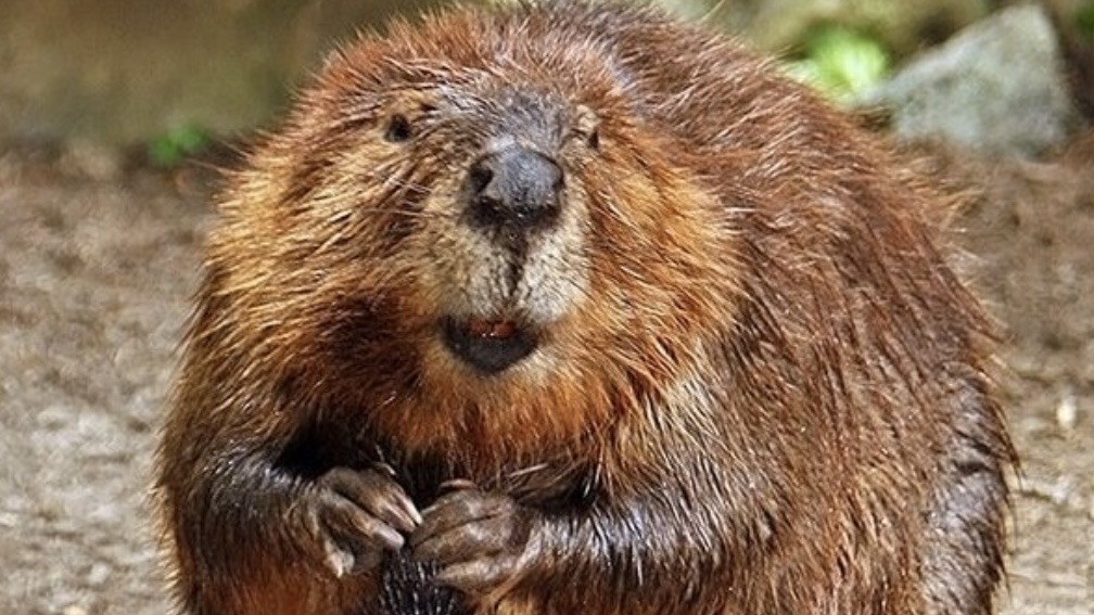 Close-up of a beaver with wet fur, showcasing its large front teeth and distinctive rounded body in a natural setting.
