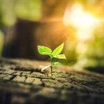 Catherine Austin Fitts on Humanity’s Awakening, AI, Fake Christians, and Solutions istockphoto-2219898483-612x612-1