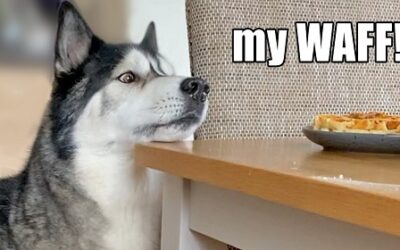 Husky Won’t Stop Talking Until He Gets His Waffles! Demanding Dog!