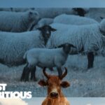 At Olds College Smart Farm, everything is new