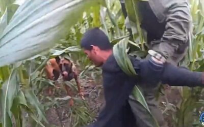 Texas DPS K-9 Assists Border Patrol in Capturing Seven Illegal Aliens, One Hiding in a Corn Field – (VIDEO)