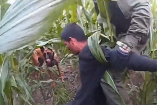 Texas DPS K-9 Assists Border Patrol in Capturing Seven Illegal Aliens, One Hiding in a Corn Field – (VIDEO)