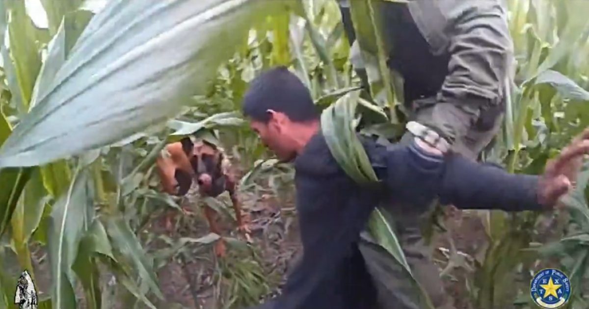 Texas DPS K-9 Assists Border Patrol in Capturing Seven Illegal Aliens, One Hiding in a Corn Field – (VIDEO)