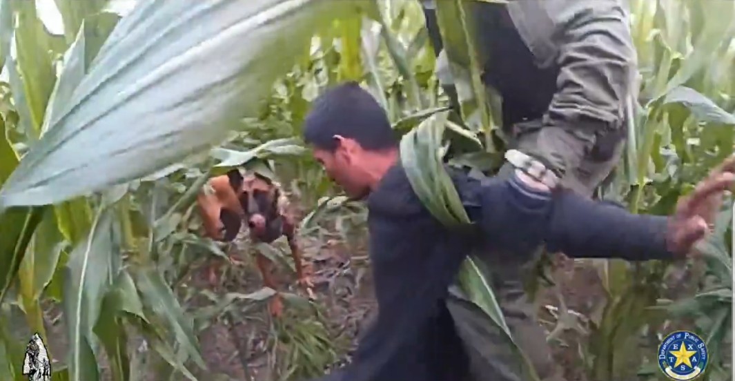 A man is apprehended in a cornfield by law enforcement officers, accompanied by a police dog, highlighting a drug enforcement operation.