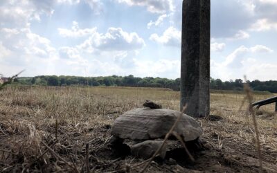 Thule: The Haunting Mystery of a Lost Northern Civilization