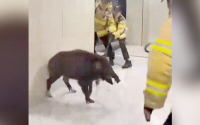 WATCH: South Korean Firefighters Struggle To Control Aggressive Wild Boar in Apartment Building as Sightings in Seoul Surge 137%