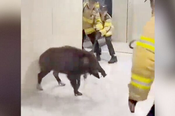 WATCH: South Korean Firefighters Struggle To Control Aggressive Wild Boar in Apartment Building as Sightings in Seoul Surge 137%