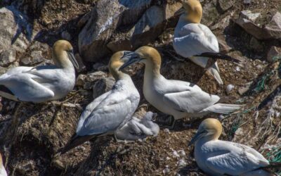How PFAS regulation cut toxic chemical levels in Canadian wildlife
