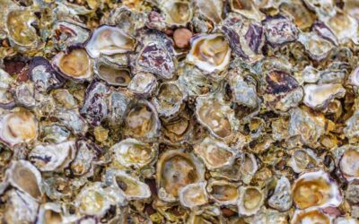 Dinner scraps are rebuilding California’s lost oyster reefs