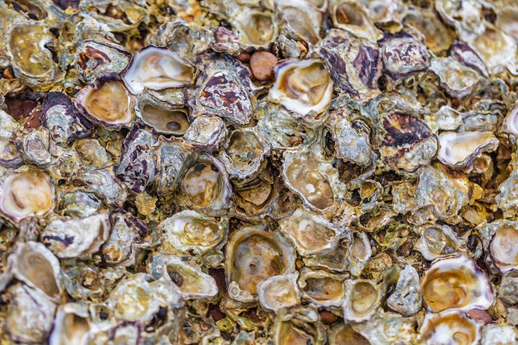 Dinner scraps are rebuilding California’s lost oyster reefs