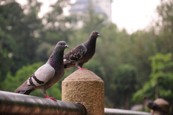 How pigeons find their way home: the answer is a magnetic compass in the liver