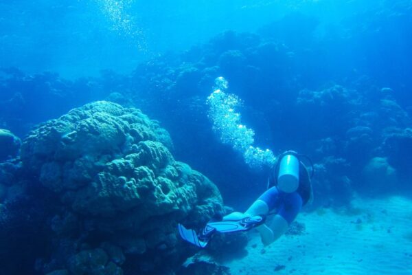 Scientists find 64,000 sq miles of climate-resilient coral reef