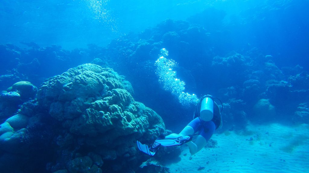 Scientists find 64,000 sq miles of climate-resilient coral reef