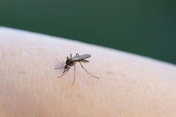 The skin compound that makes some more delicious to mosquitoes than others