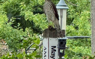 The Whoosh of Wings at the Peace Pole, Minneapolis, MN.