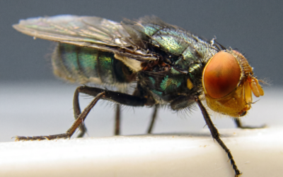 A Flesh-Eating Maggot the US Wiped Out in 1966 Is Back in Texas, with 15 Confirmed Animal Cases and Counting