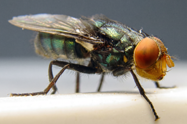 A Flesh-Eating Maggot the US Wiped Out in 1966 Is Back in Texas, with 15 Confirmed Animal Cases and Counting
