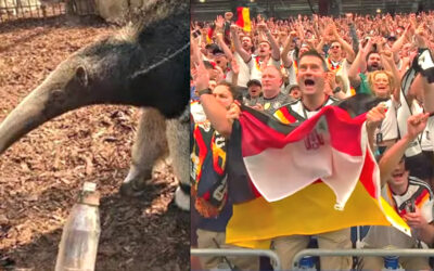 BYE-BYE, ORACLE: Famous Anteater Taio Predicts a Draw Between Germany and Curaçao in the World Cup – But the 4-Time Champions DESTROY First-Time Participants by 7×1