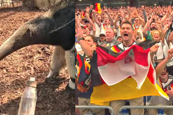 BYE-BYE, ORACLE: Famous Anteater Taio Predicts a Draw Between Germany and Curaçao in the World Cup – But the 4-Time Champions DESTROY First-Time Participants by 7×1