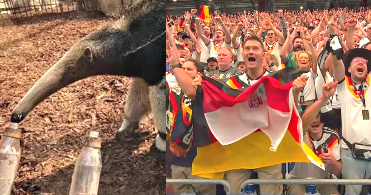 BYE-BYE, ORACLE: Famous Anteater Taio Predicts a Draw Between Germany and Curaçao in the World Cup – But the 4-Time Champions DESTROY First-Time Participants by 7×1