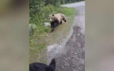 SHOCK VIDEO: Terrifying Footage Shows Grisly Bear Charging at Canadian Woman Walking Her Dog