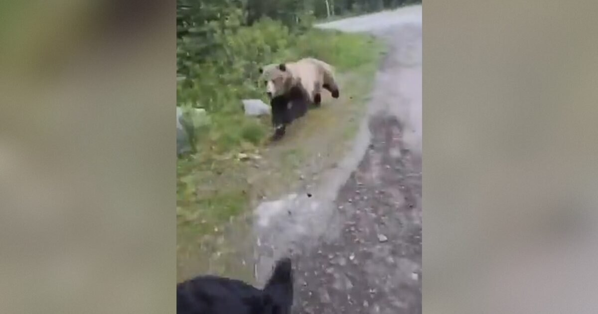 SHOCK VIDEO: Terrifying Footage Shows Grisly Bear Charging at Canadian Woman Walking Her Dog