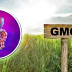 glyphosate-dicamba-leaky-gut-1024x534-1