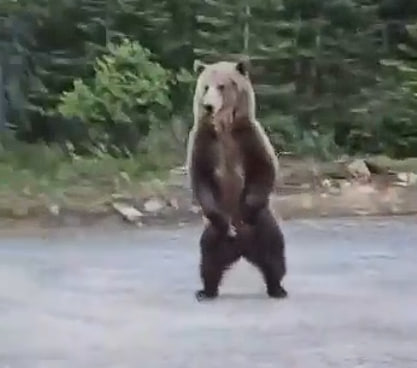 A standing brown bear in a natural setting, showcasing its powerful physique and alert posture.