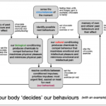 How Our Bodies (Usually) Compel Us To Do What’s Best For Us how-our-body-decides-our-behaviour-650x492-1