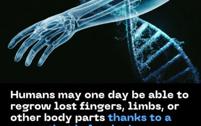 Humans May One Day Be Able to Regrow Lost Fingers, Limbs, or Other Body Parts Thanks to a Serum That Helped Mice Regrow Part of an Amputated Fing