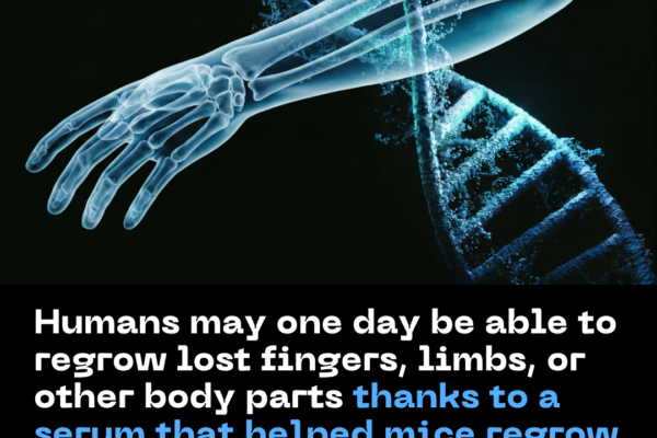 Humans May One Day Be Able to Regrow Lost Fingers, Limbs, or Other Body Parts Thanks to a Serum That Helped Mice Regrow Part of an Amputated Fing